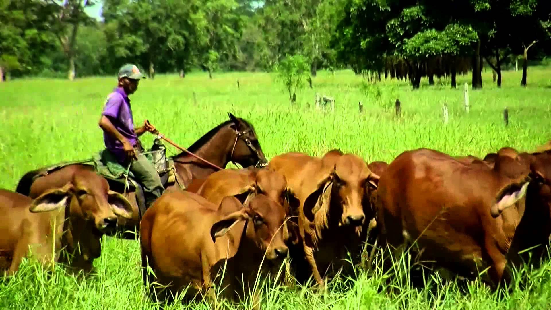 Pastoreo de ganado en Costarrica