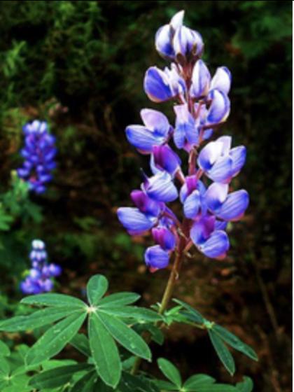 Planta con flores moradas.
