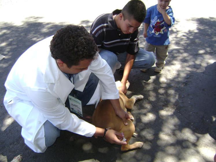 Vacunación de un perrito.