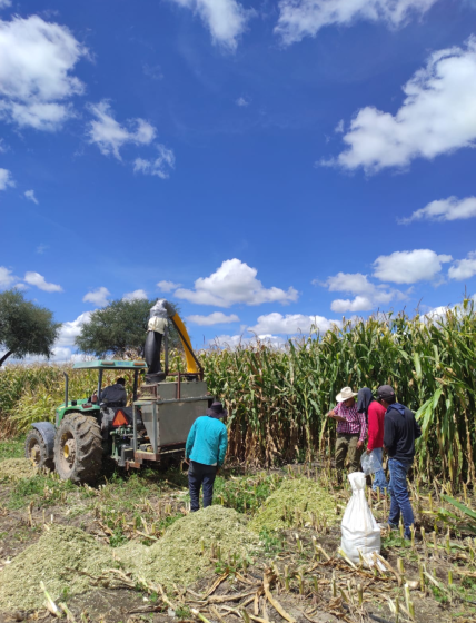 Trabajadores en campo de plantación.