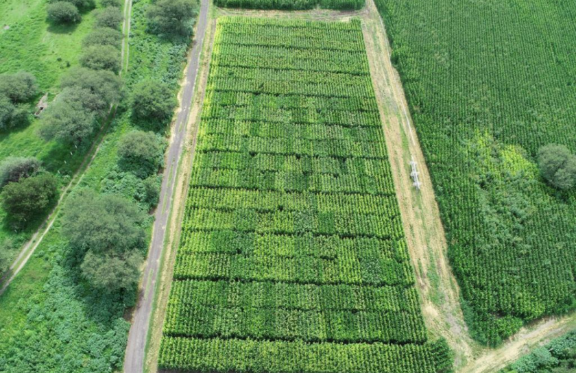 Planeo aéreo de campo de siembra.