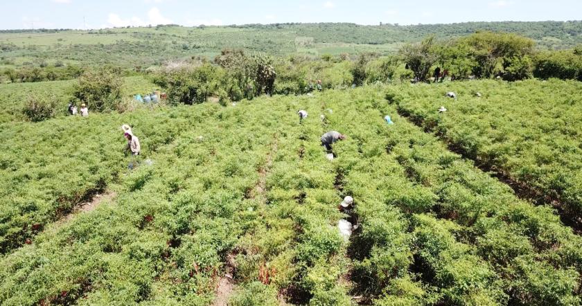 Trabajadores recolectando chiles en un campo.