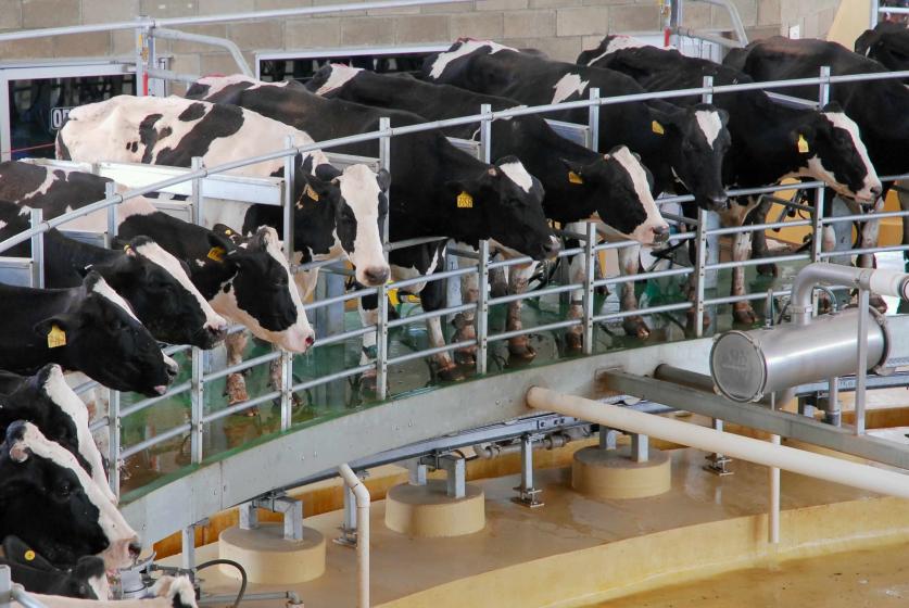 Vacas