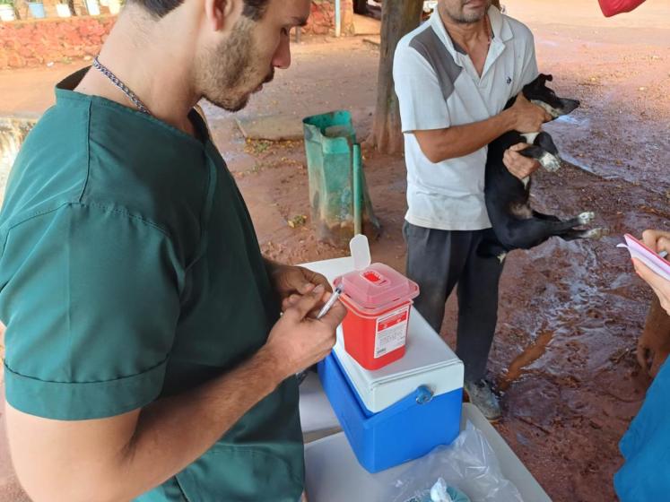Más de 10,000 animales vacunados en la campaña antirrábica 2024