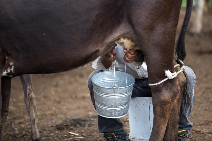 Monitorean académicos salud de las vacas a través de inteligencia de datos para reducir ingesta de antibióticos