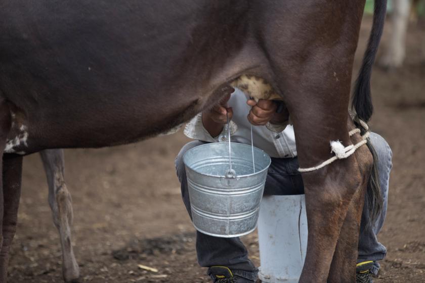 diplomado de ensilaje para mejorar la producción lechera