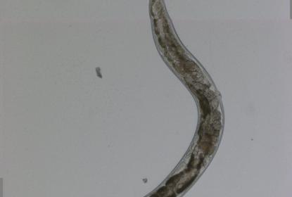 Gusano.
