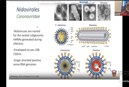 Captura de pantalla de una videollamada en la que se lee "Nidovirales Coronaviridae".