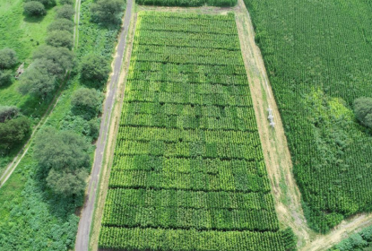 Planeo aéreo de campo de siembra.