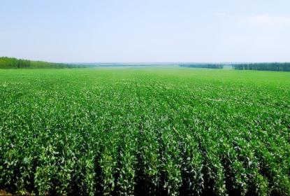Milpa