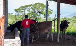 Monitorean académicos salud de las vacas a través de inteligencia de datos para reducir ingesta de antibióticos